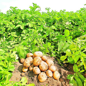 Alhainen hoidossa ja tuottava perunalajike Agata