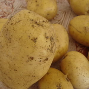Bakım konusunda iddiasız ve yüksek verimli patates çeşidi Agata