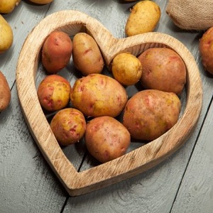 Une variété populaire de pommes de terre avec un goût excellent et une bonne qualité de conservation Kievsky Svitanok