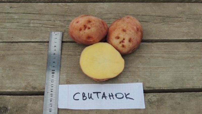 Variété de pommes de terre populaire avec un goût excellent et une bonne qualité de conservation Kievsky Svitanok
