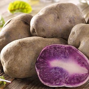 Mittlere frühe Kartoffelsorte Gourmet lila