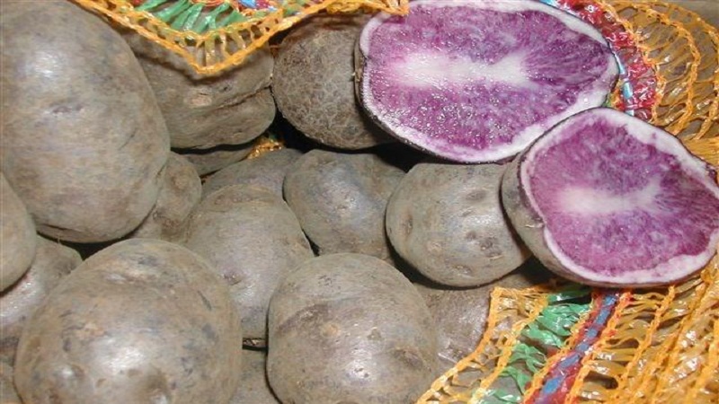 Violetinių bulvių veislės naudingos savybės, auginimo ypatybės ir aprašymas