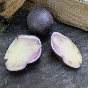 Vidutinio ankstyvumo stalo bulvių veislė Gurmaniška purpurinė