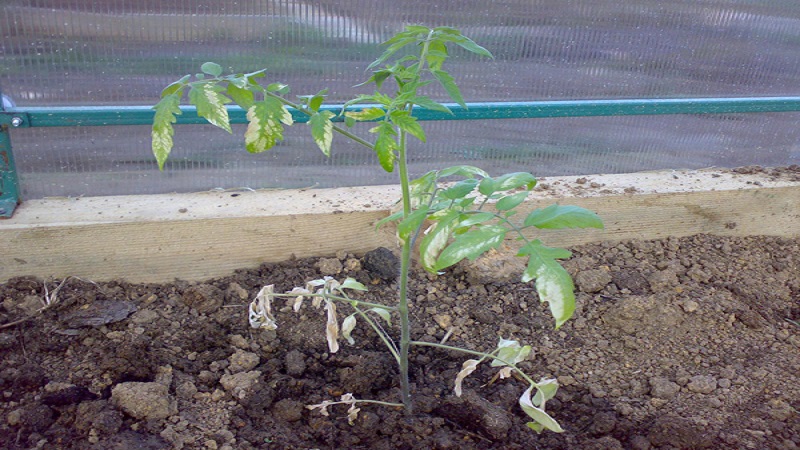 We figure out what to do if the tomatoes burned out in the greenhouse - how to save your crop