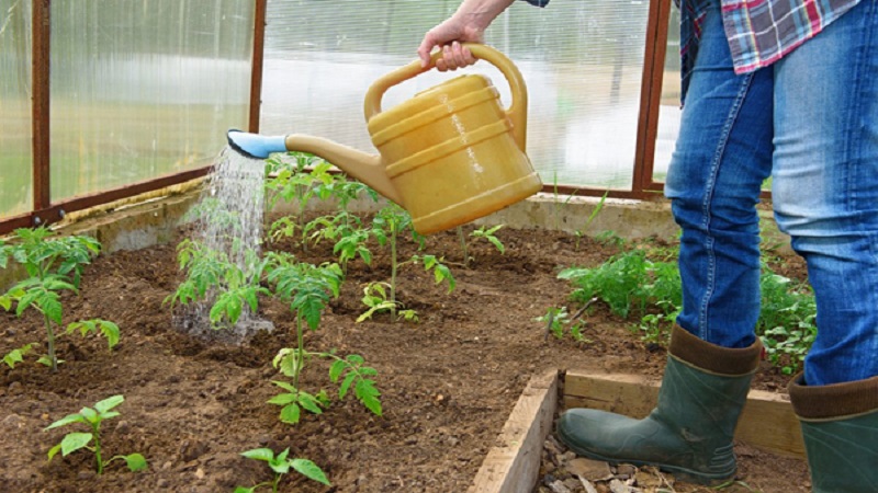 We figure out what to do if the tomatoes burned out in the greenhouse - how to save your crop