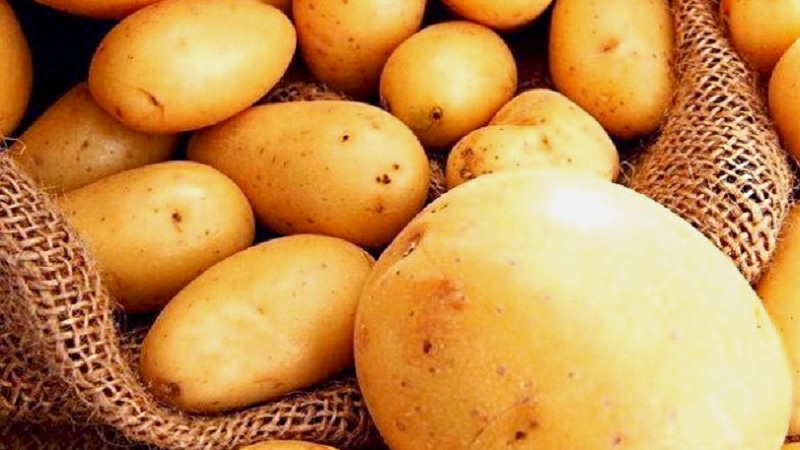 Variété de pommes de terre Impala populaire et toujours productive des sélectionneurs néerlandais