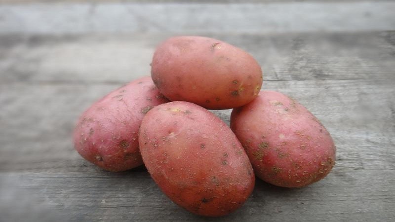 Uma variedade despretensiosa, mas produtiva de batatas vermelhas Labella
