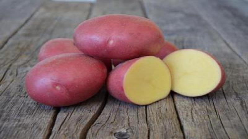مجموعة متنوعة متواضعة ولكنها منتجة من البطاطا الحمراء Labella