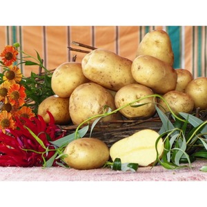 Kuraklığa dayanıklı ve verimli patates çeşidi Labadia: tanımı ve özellikleri