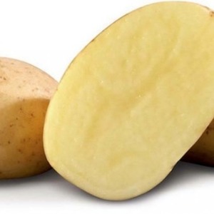 Variété de pomme de terre résistante à la sécheresse et productive Labadia: description et caractéristiques