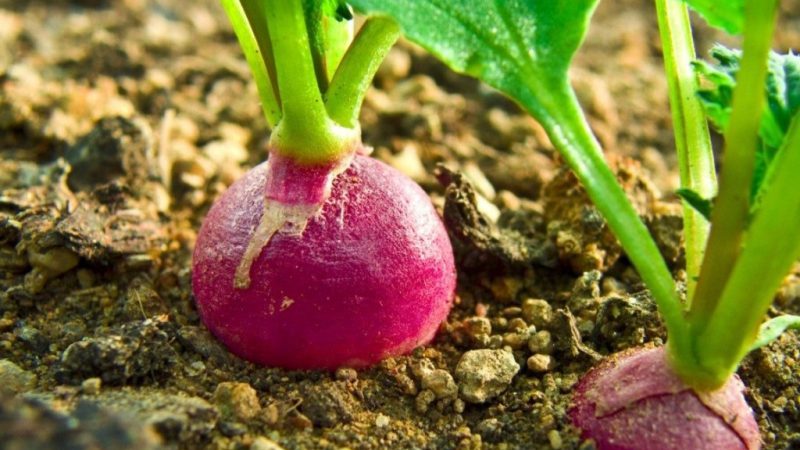 Comment planter correctement des radis: instructions pour les jardiniers débutants