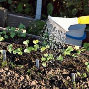 Comment planter correctement des radis: instructions pour les jardiniers débutants
