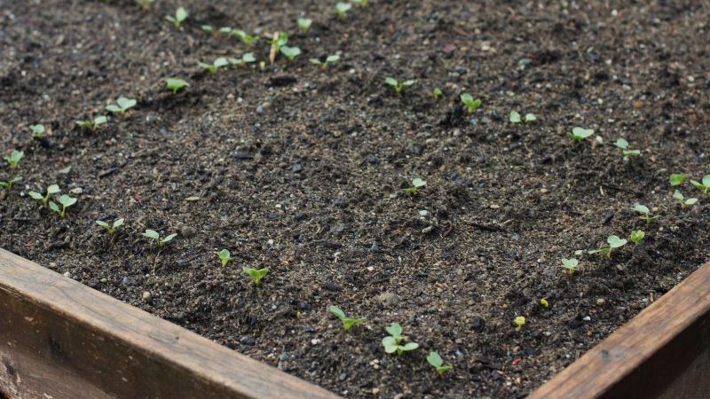 Turp nasıl doğru ekilir: yeni başlayan bahçıvanlar için talimatlar