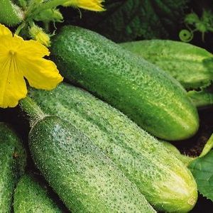 Stapsgewijze instructies voor het planten van komkommers in de grond