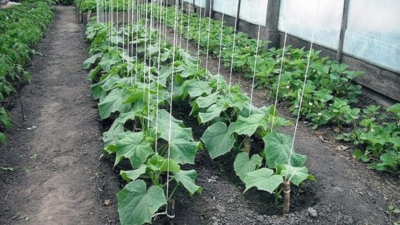 Instruções passo a passo para plantar pepinos no solo