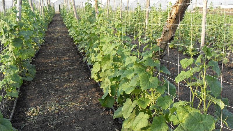 Stapsgewijze instructies voor het planten van komkommers in de grond