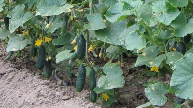 Step-by-step instructions for planting cucumbers in the ground