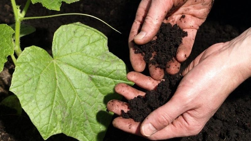 Istruzioni dettagliate per piantare i cetrioli nel terreno