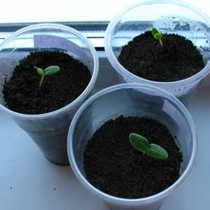 Instruções passo a passo para plantar pepinos no solo