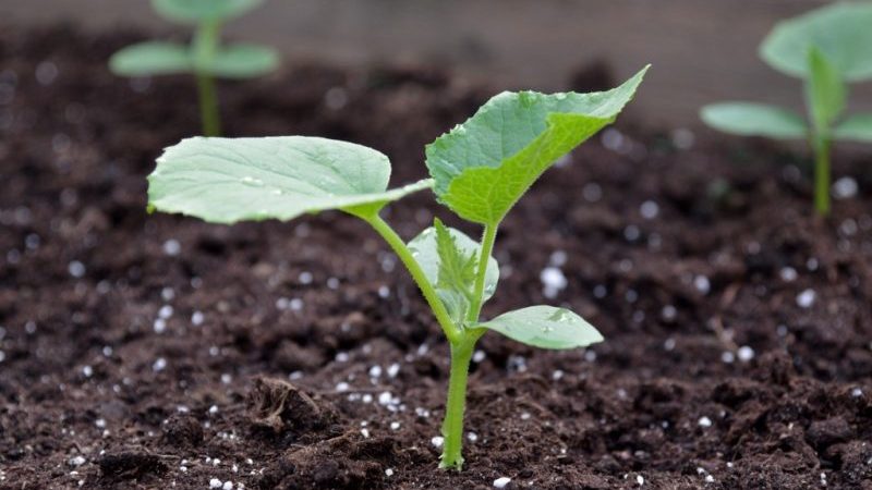 Steg-för-steg-instruktioner för att plantera gurkor i marken
