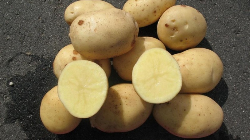 Giống khoai tây khiêm tốn giữa vụ Arizona: mô tả giống, ưu điểm và nhược điểm