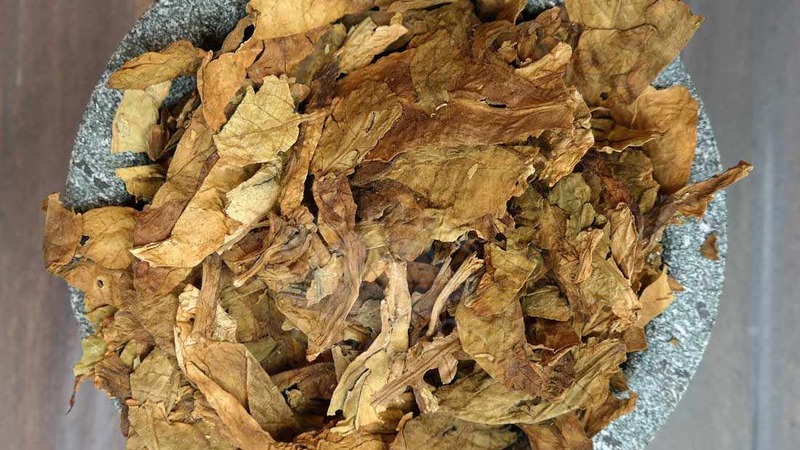 Vi odlar turkisk tobak av frön: instruktioner för nybörjare, särdragens särdrag
