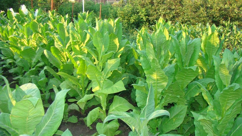 Nous cultivons du tabac turc à partir de graines: instructions pour les débutants, particularités de la variété