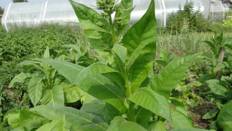 Coltiviamo tabacco turco dai semi: istruzioni per principianti, peculiarità della varietà