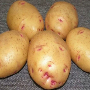 Domestic patatas iba't ibang Aurora para sa isang masarap na masarap na ani