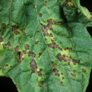 Vilka är paprika sjukdomar i ett växthus: foton och behandlingsmetoder