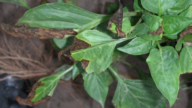 Quali sono le malattie dei peperoni in una serra: foto e metodi di trattamento