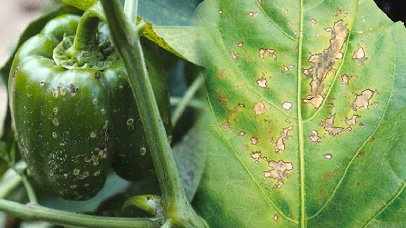 Quali sono le malattie dei peperoni in una serra: foto e metodi di trattamento
