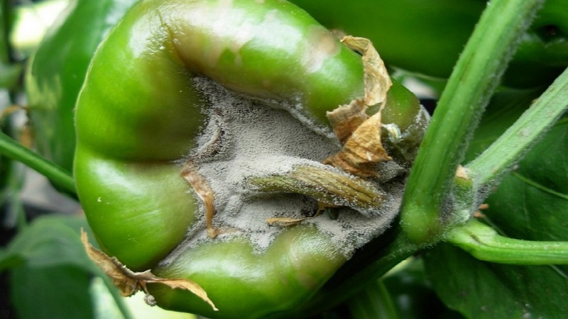 Ποιες είναι οι ασθένειες των πιπεριών σε ένα θερμοκήπιο: φωτογραφίες και μέθοδοι θεραπείας