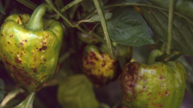 Quais são as doenças das pimentas em uma estufa: fotos e métodos de tratamento