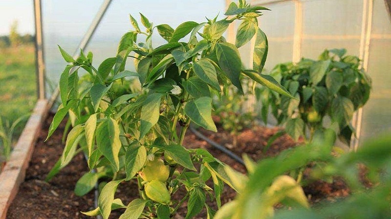What are the diseases of peppers in a greenhouse: photos and treatment methods