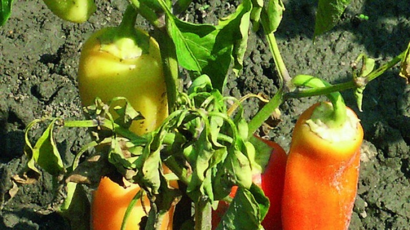 What are the diseases of peppers in a greenhouse: photos and treatment methods