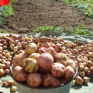 Pomme de terre de table résistante aux maladies Kurazh de Hollande
