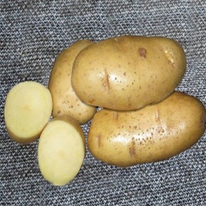 Favorite by farmers for its ease of care and productivity, the Lasunok potato variety