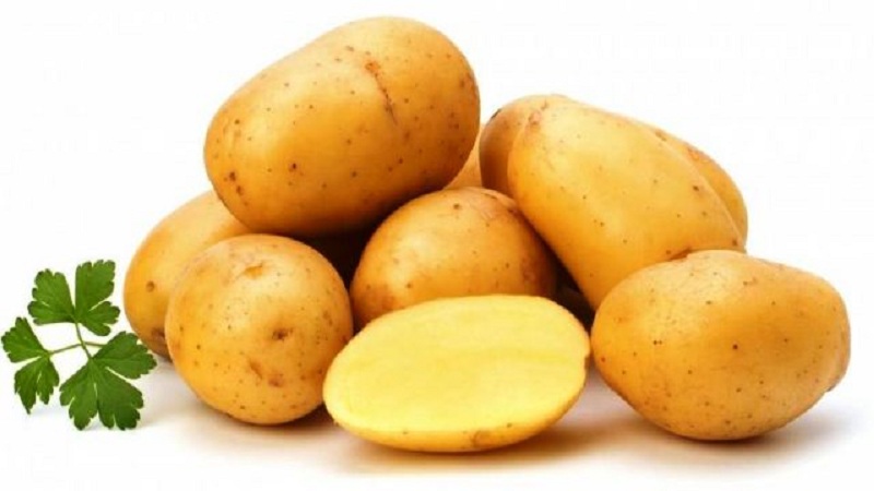 Favorite by farmers for its ease of care and productivity, the Lasunok potato variety
