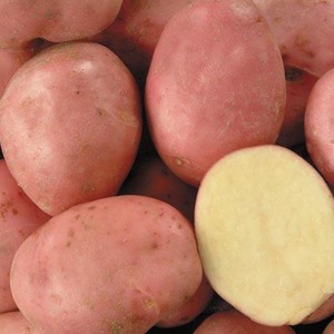 Lupaava, vaatimaton ja tuottava valikoima hollantilaisten kasvattajien Desiree-perunoita