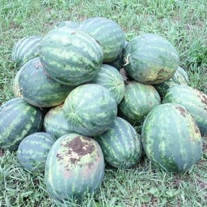 Early ripe hybrid watermelon Ataman with giant fruits and unique taste