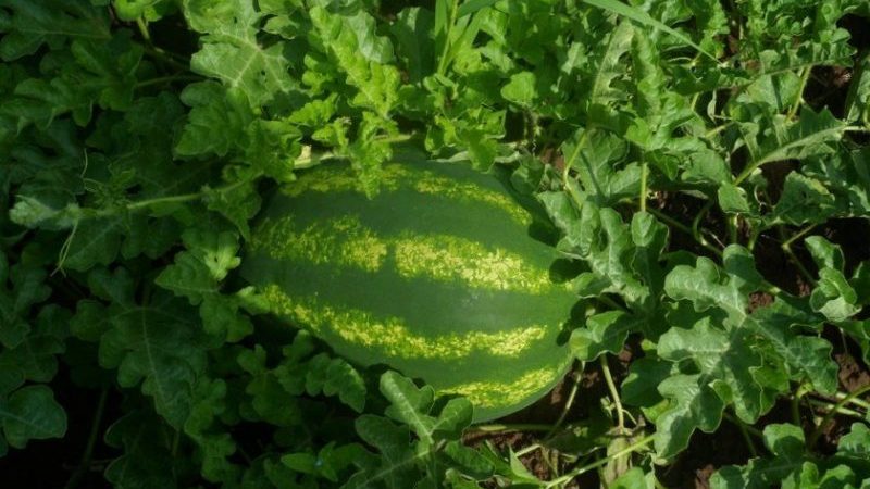 Early ripe hybrid watermelon Ataman with giant fruits and unique taste