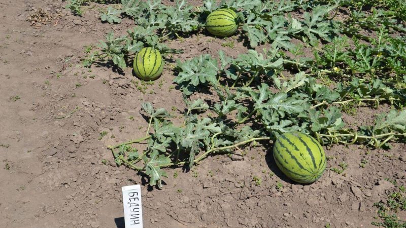 Unprätentiöse Pflege ultra-frühe Wassermelone Beduine f1 für Zentralrussland