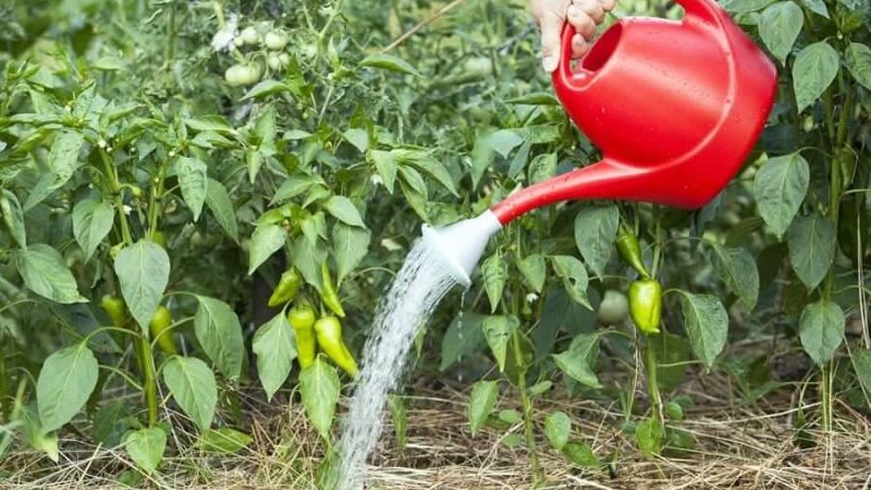 Műtrágyák a paprika számára: hogyan kell táplálni a szabadban a növekedés és vastagság érdekében