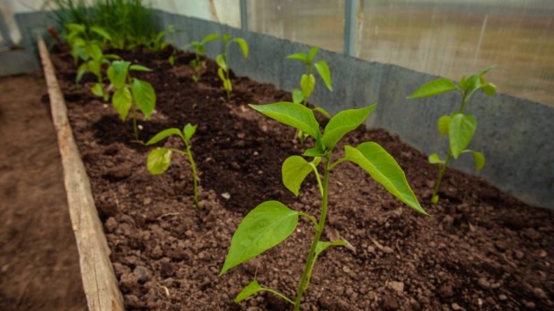 Hnojiva pro papriku: jak nakrmovat na otevřeném poli růst a tloušťku