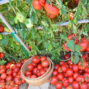 كيفية سقي الطماطم لتحمر الخدود بشكل أسرع: أفضل صلصة للطماطم وأغراض الحياة لتسريع النضج