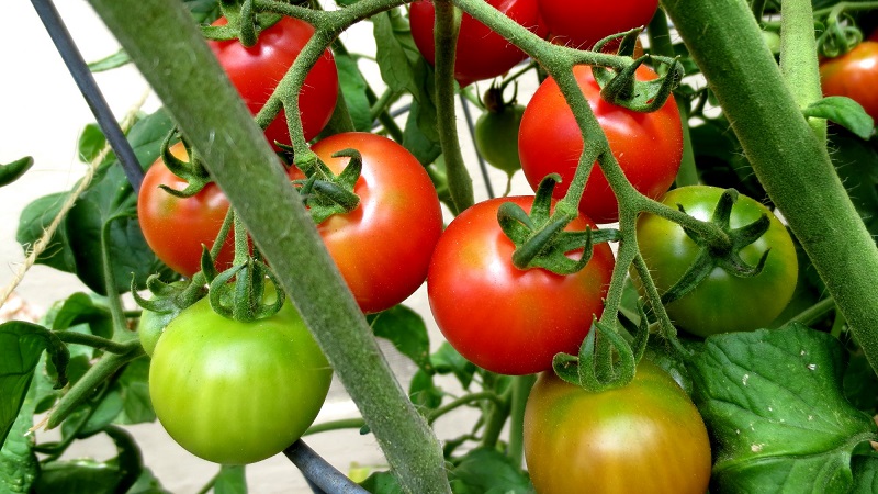 כיצד להשקות עגבניות כדי להסמיק מהר יותר: ההלבשה העליונה הטובה ביותר לעגבניות ופריצות חיים כדי להאיץ את ההבשלה
