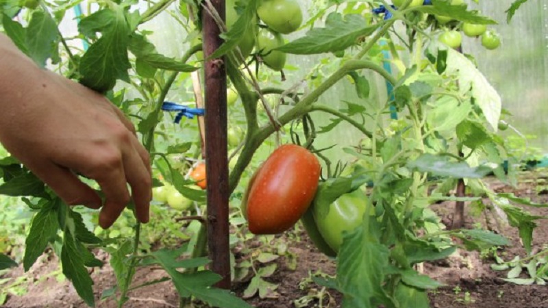 Как да поливаме доматите, за да се изчервят по-бързо: най-добрата горна превръзка за домати и лайкове за ускоряване на узряването