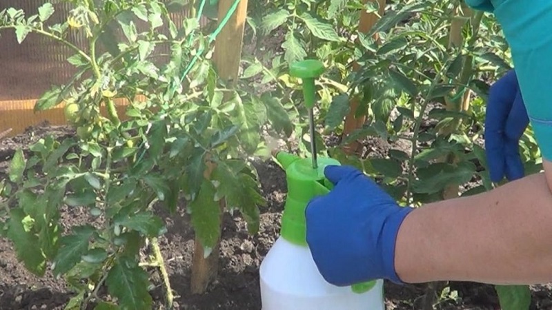 Tomaten water geven om sneller te blozen: de beste topdressing voor tomaten en life-hacks om het rijpen te versnellen