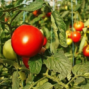 So gießen Sie Tomaten, um schneller rot zu werden: das beste Top-Dressing für Tomaten und Life-Hacks, um die Reifung zu beschleunigen